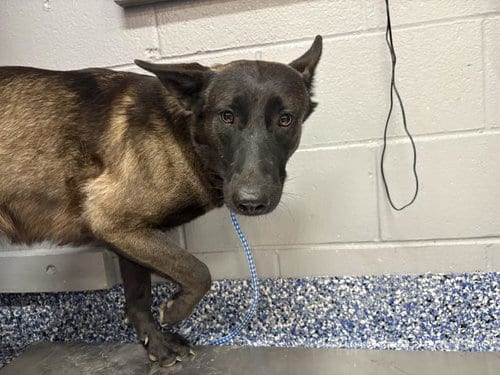 Photo of Ember, adoptable Belgian Shepherd Malinois in Thousand Palms, California