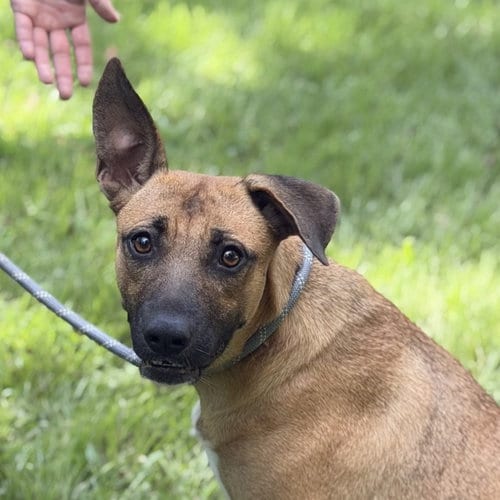 Photo of Emerson, adoptable Shepherd in Yardley, Pennsylvania