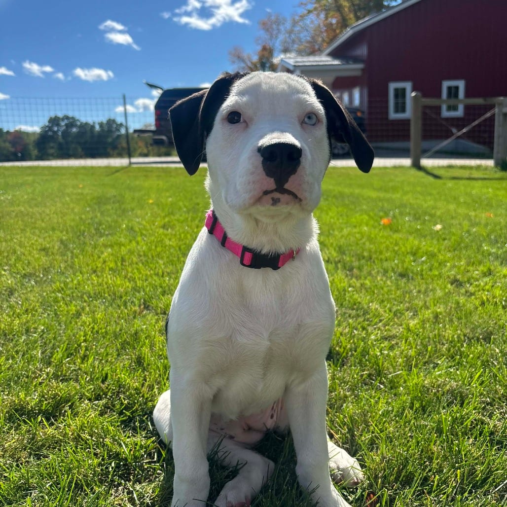 Photo of Dee, adoptable Mixed Breed (Medium) in West Olive, Michigan