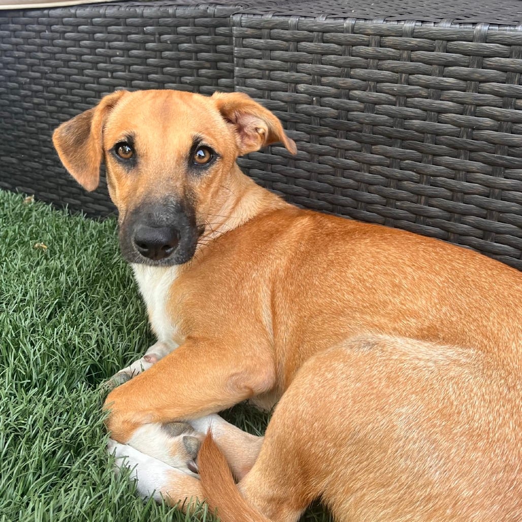 Photo of Canelita, adoptable Retriever, Labrador / Mixed Breed (Small) in Fairfax Station, Virginia