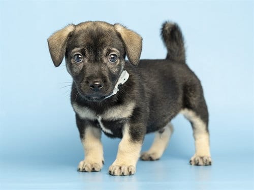 Photo of Brownie, adoptable Husky in Phoenix, Arizona