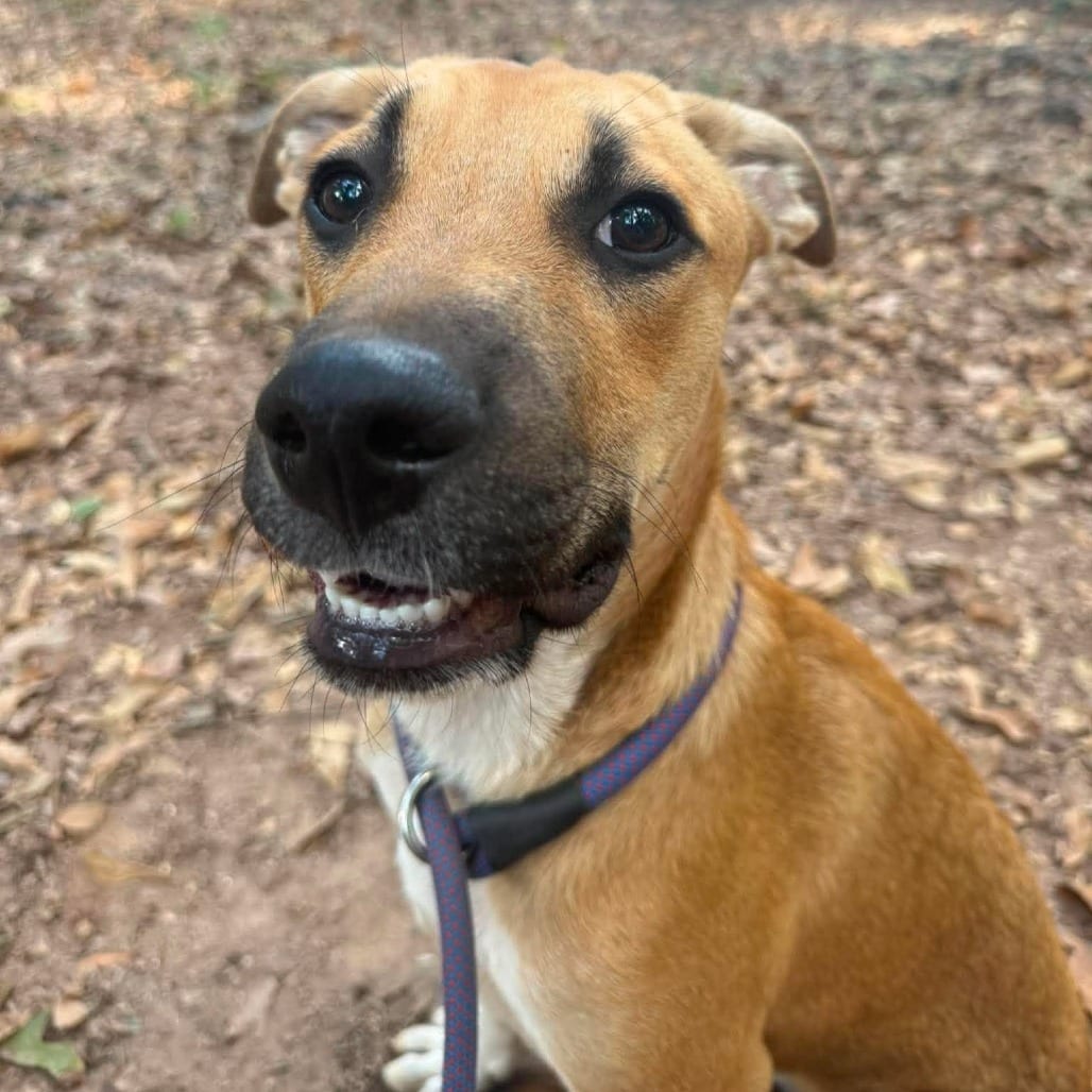 Photo of Pip, adoptable Mixed Breed (Medium) / Mixed Breed (Medium) in Whitestone, New York