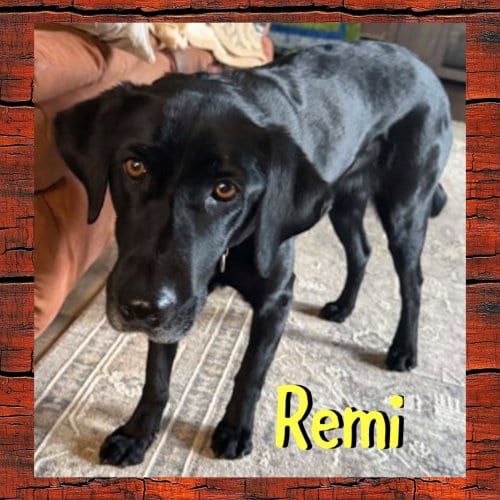 Photo of Remi, adoptable Labrador Retriever in Red Lodge, Montana