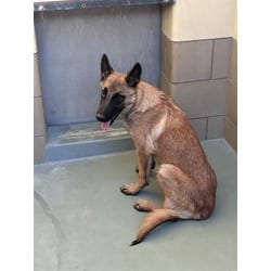 Photo of Lalo, adoptable Belgian Malinois in Jurupa Valley, California