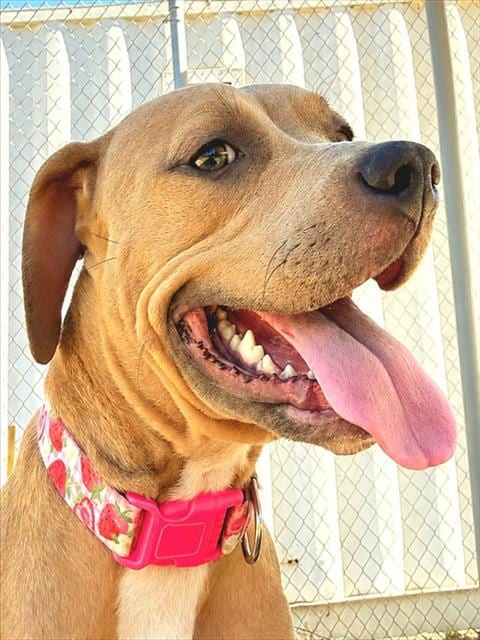 Photo of Popple, adoptable Pit Bull Terrier in Sacramento, California