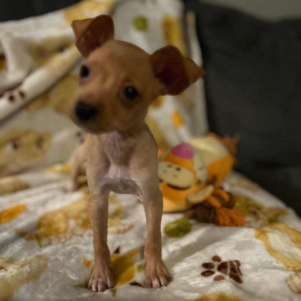 Photo of Joan Jett, adoptable Chihuahua in San Antonio, Texas