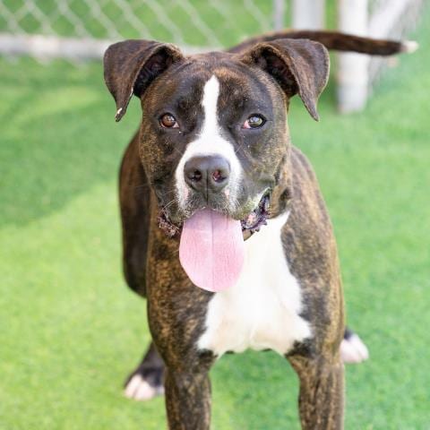 Photo of Colt, adoptable Boxer in Camarillo, California