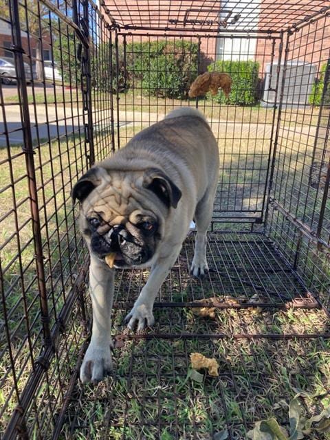 Photo of Rocco, adoptable Pug in Dallas, Texas