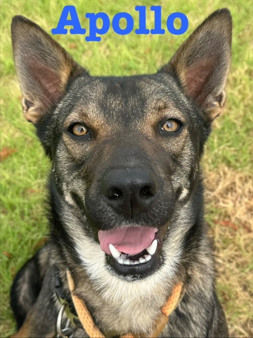 Photo of Apollo, adoptable German Shepherd Dog in Newcastle, Oklahoma