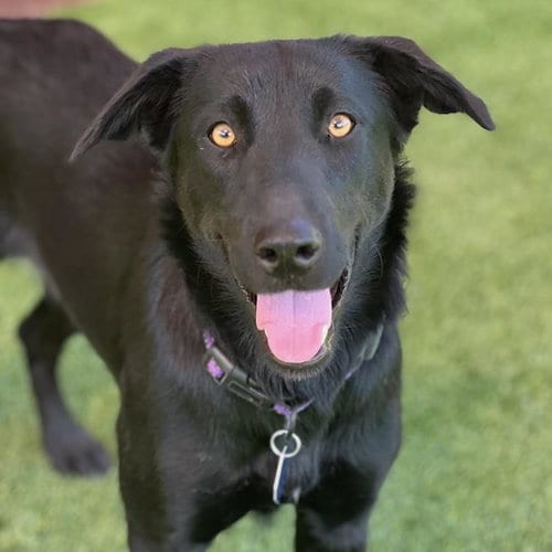 Photo of Starla, adoptable Labrador Retriever in San Diego, California