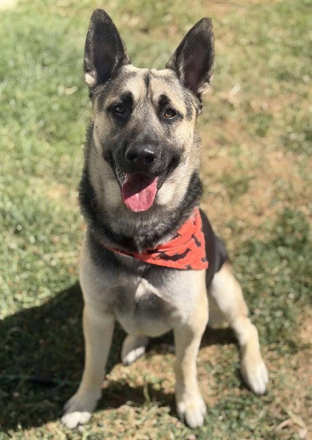 Photo of Harold, adoptable German Shepherd Dog in Fairfield, California