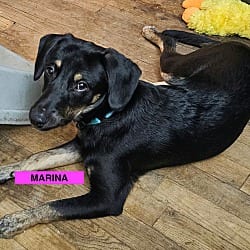 Photo of Marina, adoptable Labrador Retriever Mutt in EAST FALMOUTH, Massachusetts