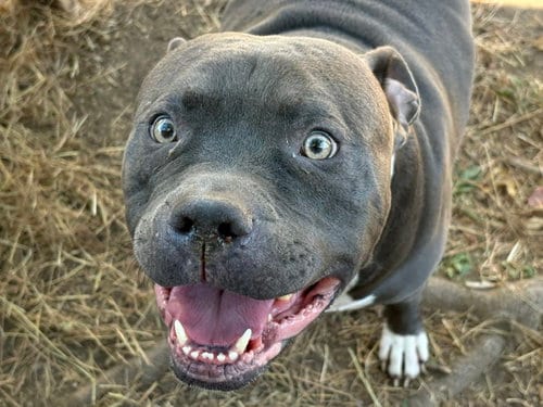 Photo of Cheeseburger, adoptable Pit Bull Terrier in Tulsa, Oklahoma