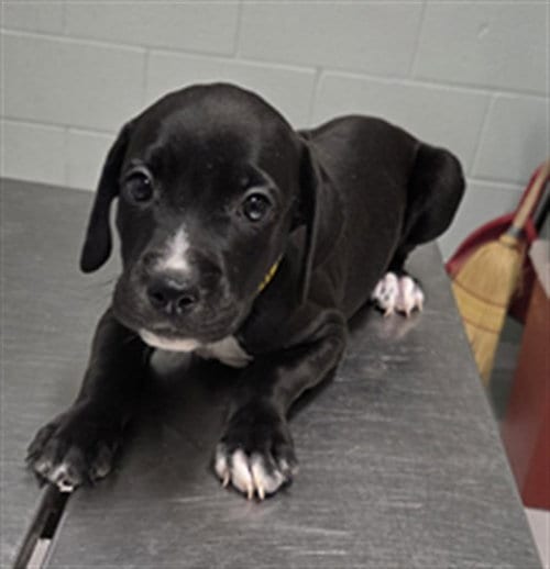 Photo of Ingo, adoptable Pit Bull Terrier in Augusta, Georgia