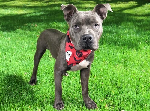 Photo of Stubby, adoptable American Staffordshire Terrier in Ft Lauderdale, Florida