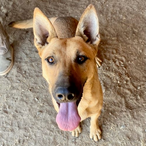 Photo of Ray, adoptable Shepherd in Yreka, California