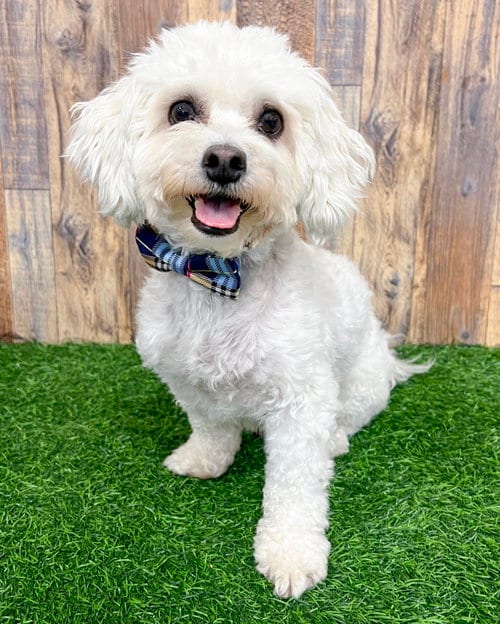 Photo of Banner, adoptable Poodle (Miniature) in Corona, California