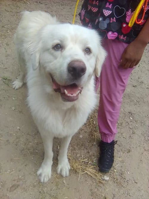 Photo of Kelly, adoptable Great Pyrenees in Spring, Texas