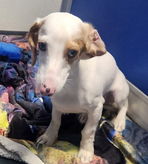 Photo of Sinatra, adoptable Dachshund in Oakland Park, Florida