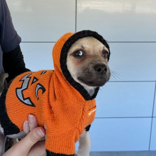 Photo of Colin, adoptable Unknown breed in Rancho Santa Fe, California