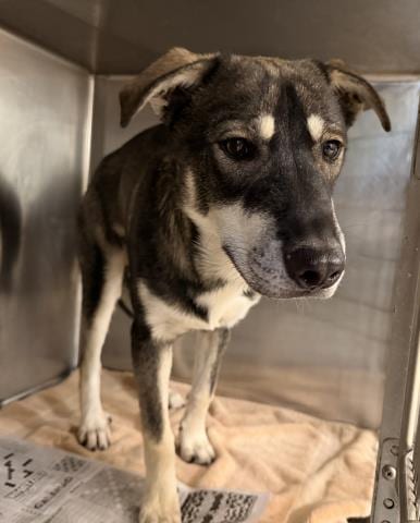 Photo of Brody, adoptable Siberian Husky in San Pedro, California