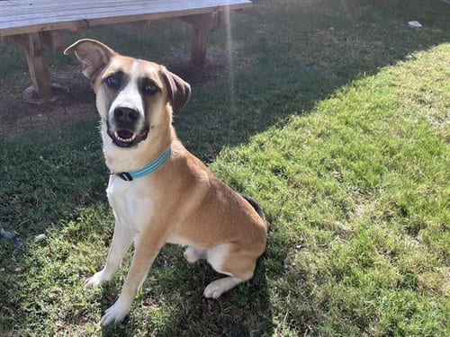 Photo of Toby, adoptable Anatolian Shepherd in Plano, Texas