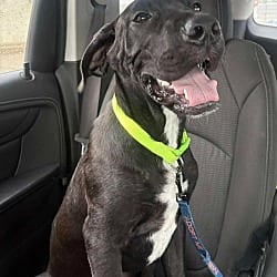 Photo of Goose, adoptable Great Dane Labrador Retriever in Bullard, Texas