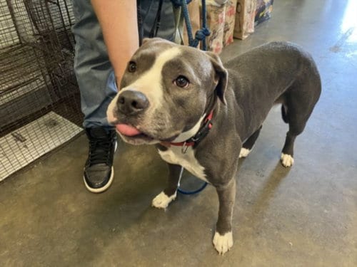 Photo of Nina, adoptable Pit Bull Terrier in Los Angeles, California
