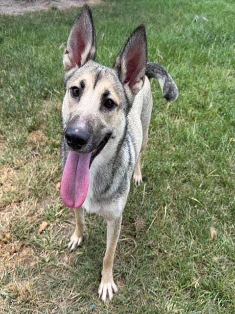 Photo of Yaya, adoptable German Shepherd Dog in Conroe, Texas