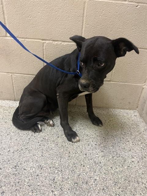 Photo of Essie, adoptable Labrador Retriever in Conroe, Texas