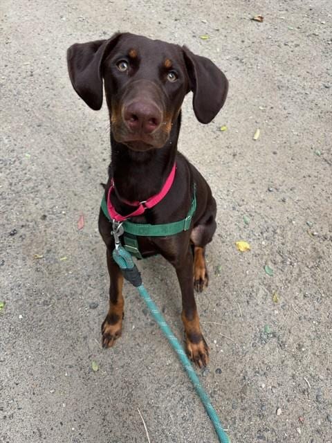Photo of Darnell, adoptable Doberman Pinscher in Brewster, Massachusetts