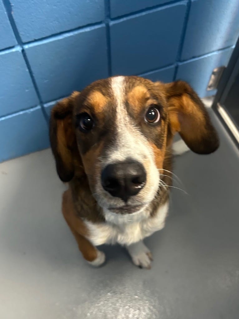 Photo of Sam, adoptable Hound in Hartsville, South Carolina