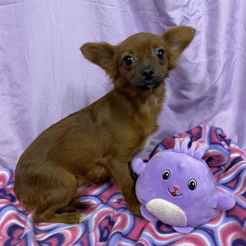 Photo of A614981, adoptable Chihuahua in Modesto, California