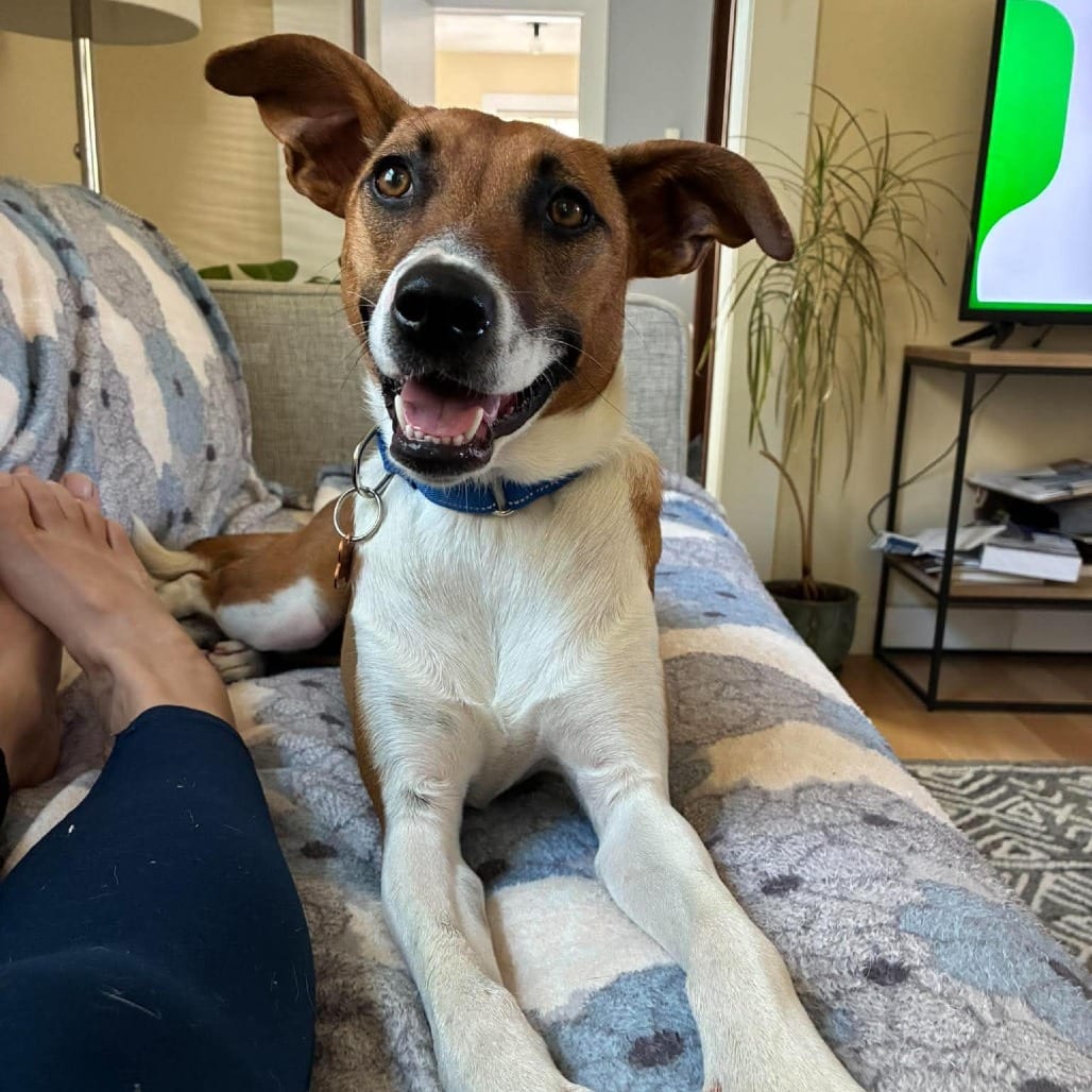 Photo of Niquia, adoptable Mixed Breed (Medium) in Bend, Oregon