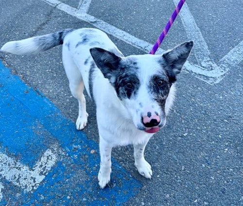 Photo of Loretta, adoptable Australian Cattle Dog/Blue Heeler in Santa Rosa, California