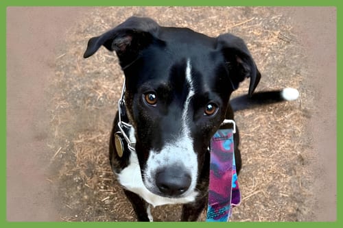 Photo of Django, adoptable Border Collie in Amherst, Massachusetts