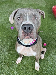 Photo of Barney, adoptable American Bulldog in Miami, Florida