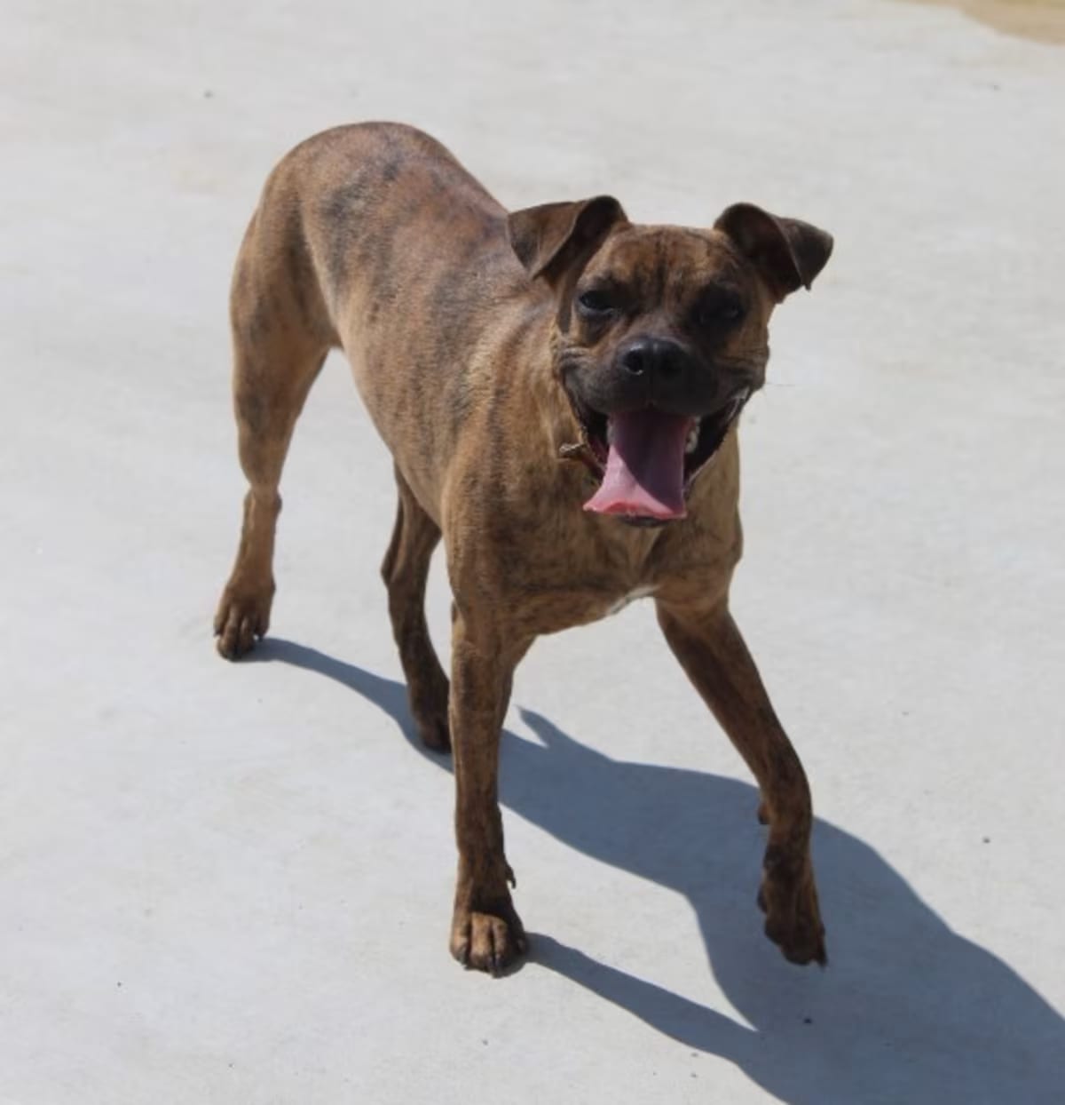 Photo of Brynn, adoptable Boxer in Jackson, Tennessee