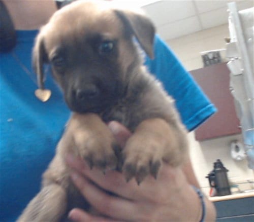 Photo of Beethoven, adoptable Pit Bull Terrier in Fayetteville, North Carolina