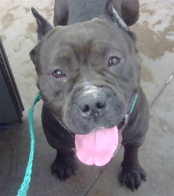 Photo of Lyric, adoptable Mixed Breed