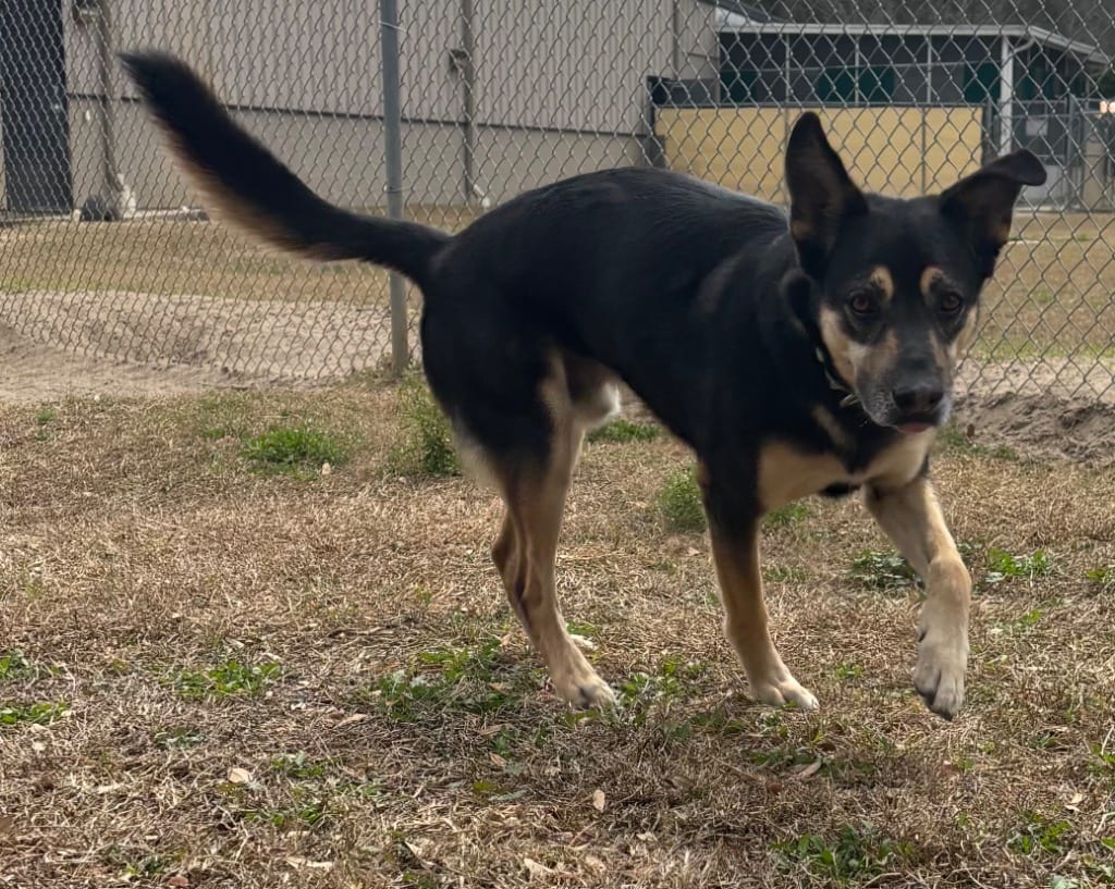 Photo of Kobe, adoptable Mixed Breed in Ocala, Florida