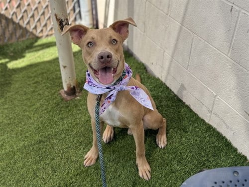 Photo of Toofer, adoptable American Pit Bull Terrier in Phoenix, Arizona