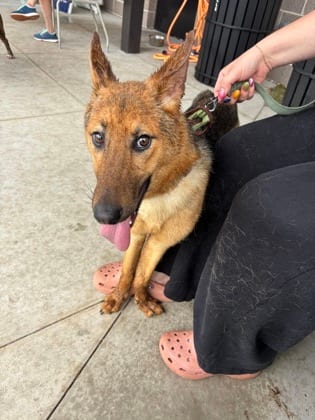 Photo of Adina, adoptable dog in Atlanta, Georgia
