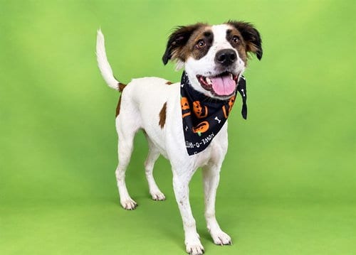 Photo of Luna, adoptable Border Collie in Ft Lauderdale, Florida
