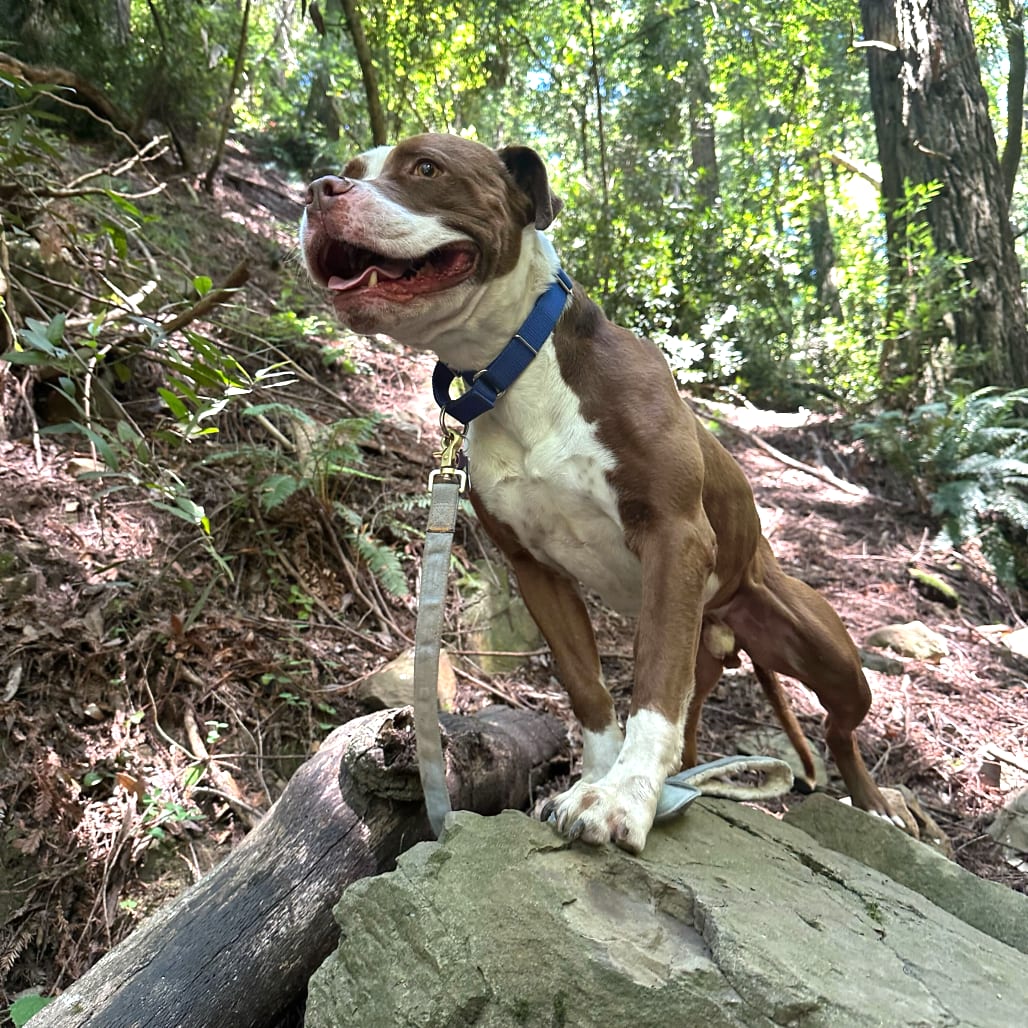 Photo of Reverie, adoptable Mixed Breed (Medium) in San Francisco, California