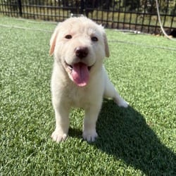Photo of Remi, adoptable Golden Retriever Labrador Retriever in Denver, Colorado
