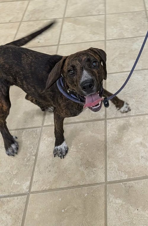 Photo of Percy, adoptable Mountain Cur in Frenchburg, Kentucky