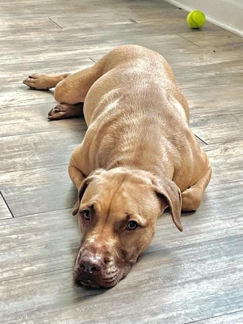 Photo of Jinx, adoptable American Staffordshire Terrier in Waco, Texas