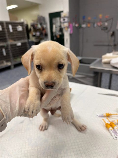Photo of A1942365, adoptable Chihuahua in Thousand Palms, California