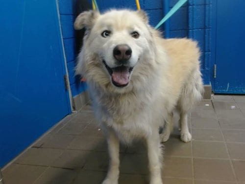 Photo of Tobby, adoptable Siberian Husky in Albuquerque, New Mexico